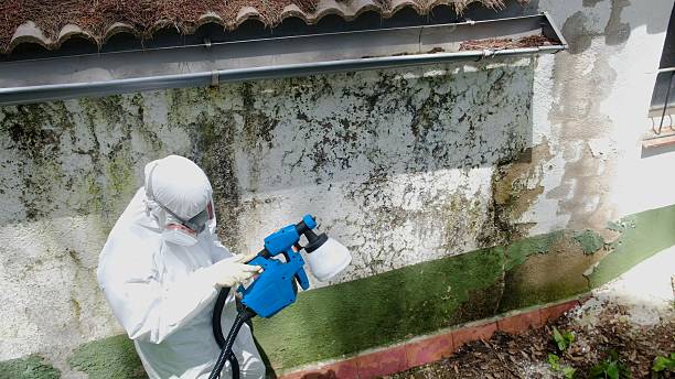 Mold Removal service in Dover